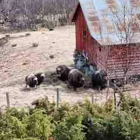 Live In The Realm Of The Musk Oxen On Dovrefjell