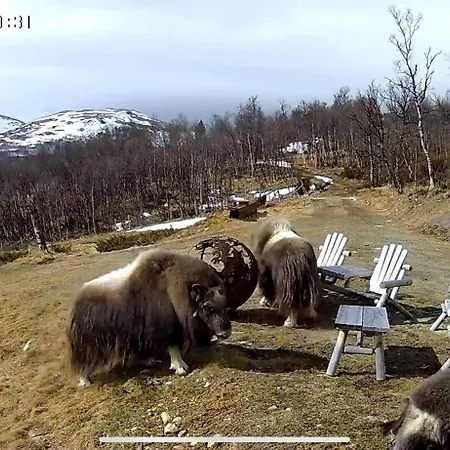 Σπίτι διακοπών Live In The Realm Of The Musk Oxen On Dovrefjell