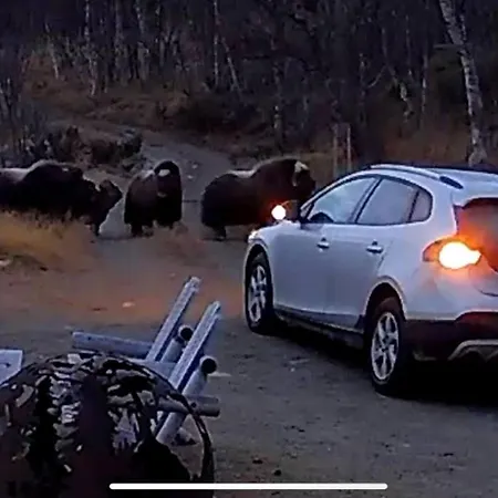 Live In The Realm Of The Musk Oxen On Dovrefjell Hjerkinn