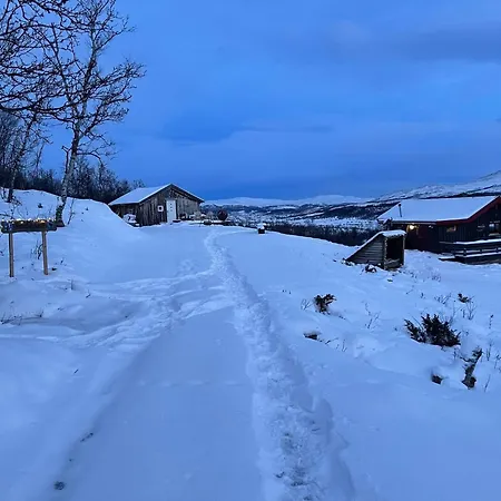 Live In The Realm Of The Musk Oxen On Dovrefjell