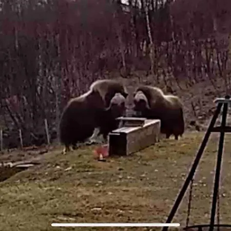Live In The Realm Of The Musk Oxen On Dovrefjell Hjerkinn