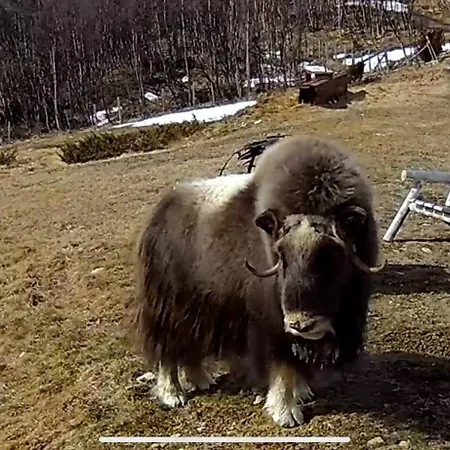 بيت للعطل Live In The Realm Of The Musk Oxen On Dovrefjell Hjerkinn