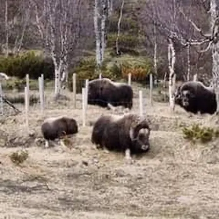 Live In The Realm Of The Musk Oxen On Dovrefjell Дом отдыха