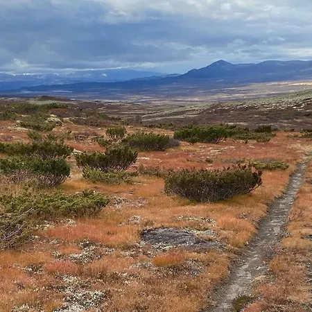 Live In The Realm Of The Musk Oxen On Dovrefjell * Hjerkinn