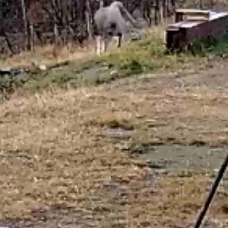 Live In The Realm Of The Musk Oxen On Dovrefjell Дом отдыха *