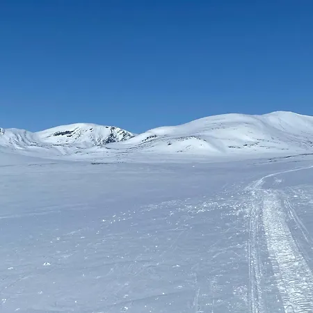 Live In The Realm Of The Musk Oxen On Dovrefjell Hjerkinn