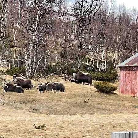 بيت للعطل Live In The Realm Of The Musk Oxen On Dovrefjell Hjerkinn