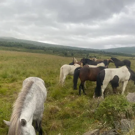 Live In The Realm Of The Musk Oxen On Dovrefjell *