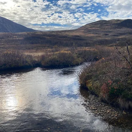 Live In The Realm Of The Musk Oxen On Dovrefjell