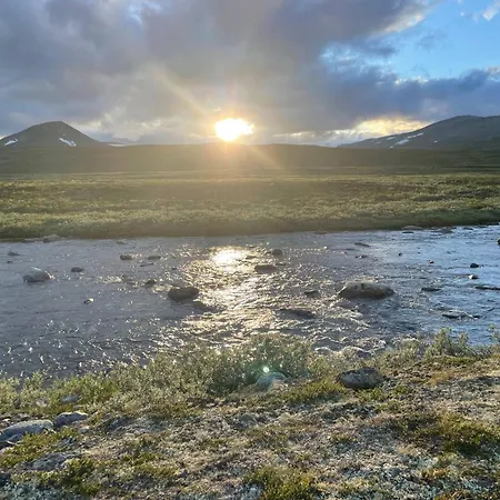 Live In The Realm Of The Musk Oxen On Dovrefjell Hjerkinn